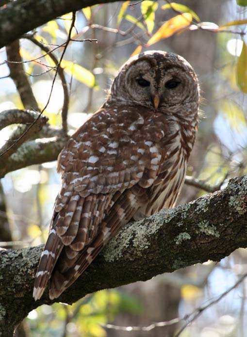 Broedvogelmonitoring Smalbroeken noord/Papenhoefsveld